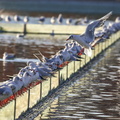 Gulls perch on a barrier in the ornamental lake in Gençlik (Youth) Park, Ankara, Turkey